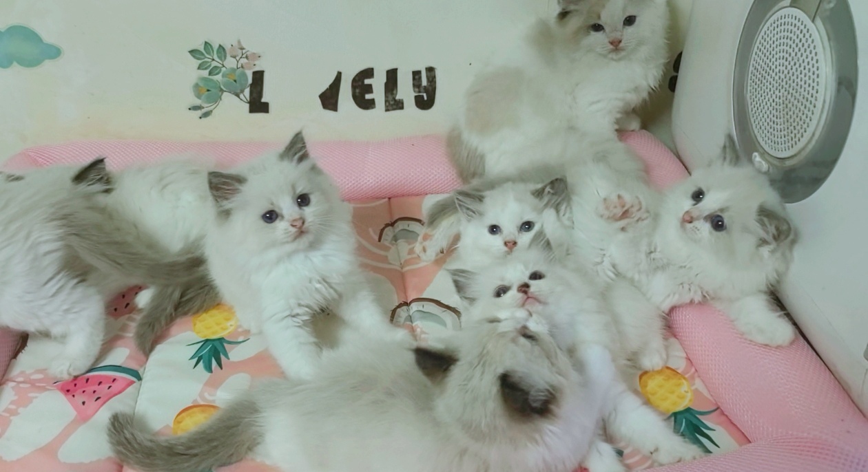 布偶猫